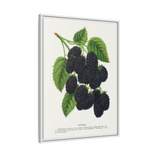 Snyder Blackberry lithograph from Botanical Specimen published by Rochester Lithographing