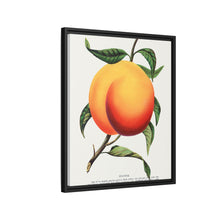 Foster peach lithograph. Digitally enhanced from our own original 1900 edition plates of Botanical Specimen published by Rochester Lithographing