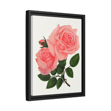 Pink Rose, La France Lithograph (1900)