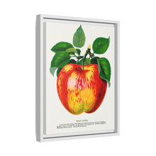 Wolf River Apple Lithograph | Vintage Botanical Wall Art Print