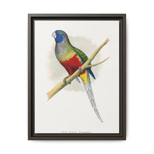 Blue Bonnet Parrakeet (Northiella haematogaster) colored wood-engraved plate by Alexander Francis Lydon. - NOMADEN ART GALLERY