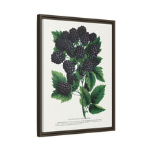 Wachusett Blackberry Lithograph | Vintage Botanical Wall Art