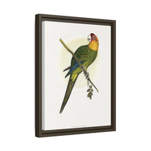 Carolina Parrot (Conuropsis carolinensis) colored wood-engraved plate by Alexander Francis Lydon.