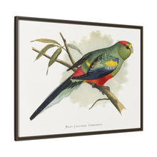 Many-Coloured Parrakeet (Psephotellus varius) colored wood-engraved plate by Alexander Francis Lydon