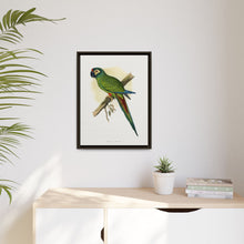 llliger's Macaw (Primolius maracana) colored wood-engraved plate by Alexander Francis Lydon