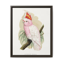 Leadbeater's Cockatoo (Lophochroa leadbeateri) colored wood-engraved plate by Alexander Francis Lydon - NOMADEN ART GALLERY