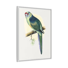 Barnard's Parrakeet (Barnardius barnardi) colored wood-engraved plate by Alexander Francis Lydon