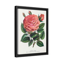 Pink rose, Glorie de Dijon lithograph. Digitally enhanced from our own original 1900 edition plates of Botanical Specimen published by Rochester Lithographing