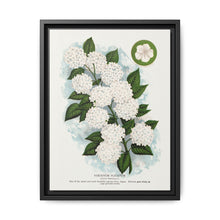 Japanese snowball flower lithograph. Digitally enhanced from our own original 1900 edition plates of Botanical Specimen published by Rochester Lithographing - NOMADEN ART GALLERY