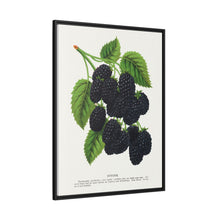 Snyder Blackberry lithograph from Botanical Specimen published by Rochester Lithographing