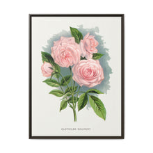 Pink rose, Clothilde Soupert lithograph. Digitally enhanced from our own original 1900 edition plates of Botanical Specimen published by Rochester Lithographing - NOMADEN ART GALLERY
