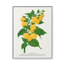 Golden queen raspberry lithograph. Digitally enhanced from our own original 1900 edition plates of Botanical Specimen published by Rochester Lithographing - NOMADEN ART GALLERY