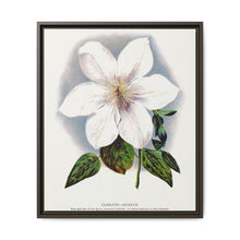 Clematis flower lithograph. Digitally enhanced from our own original 1900 edition plates of Botanical Specimen published by Rochester Lithographing - NOMADEN ART GALLERY