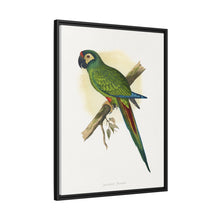 llliger's Macaw (Primolius maracana) colored wood-engraved plate by Alexander Francis Lydon
