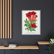Trumpet flower lithograph. Digitally enhanced from our own original 1900 edition plates of Botanical Specimen published by Rochester Lithographing