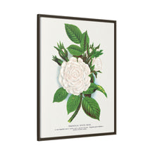 Rose, Perpetual White Moss lithograph. Digitally enhanced from our own original 1900 edition plates of Botanical Specimen published by Rochester Lithographing
