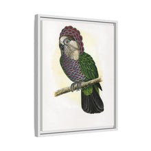 Hawk-Headed Parrot (Deroptyus accipitrinus) colored wood-engraved plate by Alexander Francis Lydon.