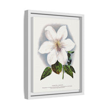 Clematis flower lithograph. Digitally enhanced from our own original 1900 edition plates of Botanical Specimen published by Rochester Lithographing