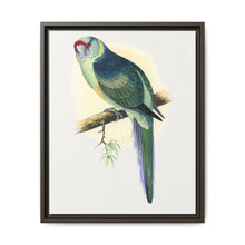 Barnard's Parrakeet (Barnardius barnardi) colored wood-engraved plate by Alexander Francis Lydon - NOMADEN ART GALLERY