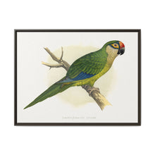 Golden-Crowned Conure (Aratinga auricapillus) colored wood-engraved plate by Alexander Francis Lydon - NOMADEN ART GALLERY