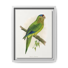 Petz's Conure (Aratinga canicularis) colored wood-engraved plate by Alexander Francis Lydon - NOMADEN ART GALLERY
