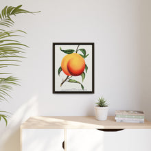 Foster peach lithograph. Digitally enhanced from our own original 1900 edition plates of Botanical Specimen published by Rochester Lithographing
