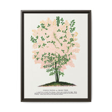 Purple Fringe tree lithograph. Digitally enhanced from our own original 1900 edition plates of Botanical Specimen published by Rochester Lithographing - NOMADEN ART GALLERY