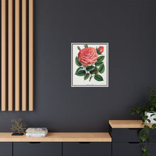 Pink rose, Glorie de Dijon lithograph. Digitally enhanced from our own original 1900 edition plates of Botanical Specimen published by Rochester Lithographing