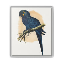 Hyacinthine Macaw (Anodorhynchus hyacinthinus) colored wood-engraved plate by Alexander Francis Lydon. - NOMADEN ART GALLERY