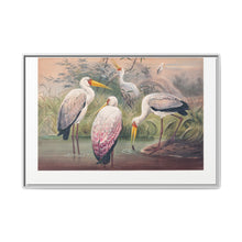 The African Wood Ibis from Zoological sketches (1861-1867) by Joseph Wolf and Philip Lutley Sclater - NOMADEN ART GALLERY