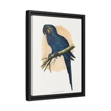 Hyacinthine Macaw (Anodorhynchus hyacinthinus) colored wood-engraved plate by Alexander Francis Lydon.