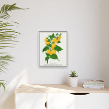 Golden queen raspberry lithograph. Digitally enhanced from our own original 1900 edition plates of Botanical Specimen published by Rochester Lithographing