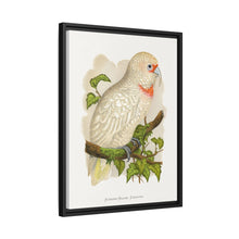 Placa xilográfica coloreada de cacatúa de pico fino (Cacatua tenuirostris) de Alexander Francis Lydon.