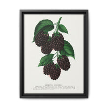 Lucretia Dewberry lithograph. Digitally enhanced from our own original 1900 edition plates of Botanical Specimen published by Rochester Lithographing - NOMADEN ART GALLERY