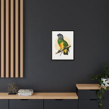 Senegal Parrot (Poicephalus senegalus) colored wood-engraved plate by Alexander Francis Lydon.