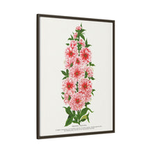 Prunus Triloba flower lithograph. Digitally enhanced from our own original 1900 edition plates of Botanical Specimen published by Rochester Lithographing