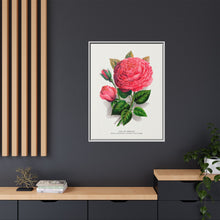 Pink rose, Anna De Diesbach lithograph. Digitally enhanced from our own original 1900 edition plates of Botanical Specimen published by Rochester Lithographing