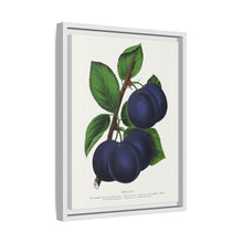 Niagara plum lithograph. Digitally enhanced from our own original 1900 edition plates of Botanical Specimen published by Rochester Lithographing