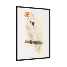 Great Salmon-Crested Cockatoo (CACATUA MOLUCCENSIS) colored wood-engraved plate by Alexander Francis Lydon.