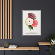 Double Althea in 3 colors lithograph. Digitally enhanced from our own original 1900 edition plates of Botanical Specimen published by Rochester Lithographing