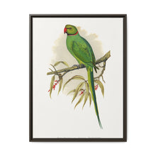 Ring-Necked or Bengal Parakeet (Psittacula columboides) colored wood-engraved plate by Alexander Francis Lydon - NOMADEN ART GALLERY