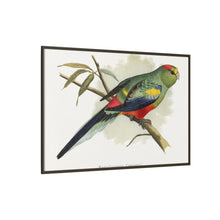 Many-Coloured Parrakeet (Psephotellus varius) colored wood-engraved plate by Alexander Francis Lydon