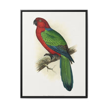Red Shining Parrakeet (Prosopeia tabuensis) colored wood-engraved plate by Alexander Francis Lydon - NOMADEN ART GALLERY