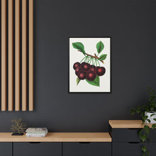 Black Tartarian cherry lithograph. Digitally enhanced from our own original 1900 edition plates of Botanical Specimen published by Rochester Lithographing