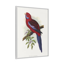 Pennant-Sittich (Platycercus elegans) farbige Holzstichplatte von Alexander Francis Lydon