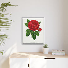 Red rose, General Jacquemont flower lithograph. Digitally enhanced from our own original 1900 edition plates of Botanical Specimen published by Rochester Lithographing