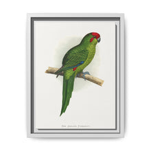 New Zealand Parrakeet (Cyanoramphus novaezelandiae) colored wood-engraved plate by Alexander Francis Lydon - NOMADEN ART GALLERY