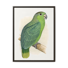 Mealy Amazon (Amazona farinosa) colored wood-engraved plate by Alexander Francis Lydon - NOMADEN ART GALLERY