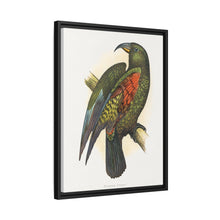 Mountain Parrot (Nestor notabilis) colored wood-engraved plate by Alexander Francis Lydon
