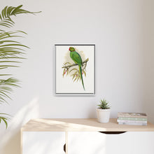 Ring-Necked or Bengal Parakeet (Psittacula columboides) colored wood-engraved plate by Alexander Francis Lydon